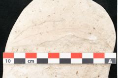Foto (Detailansicht) von Asclepias podalyrii Unger (NHMW-GEO-2024-0188-8196a)